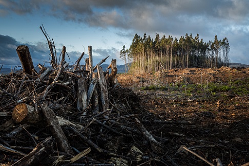 Deforestasi hutan efek rumah kaca