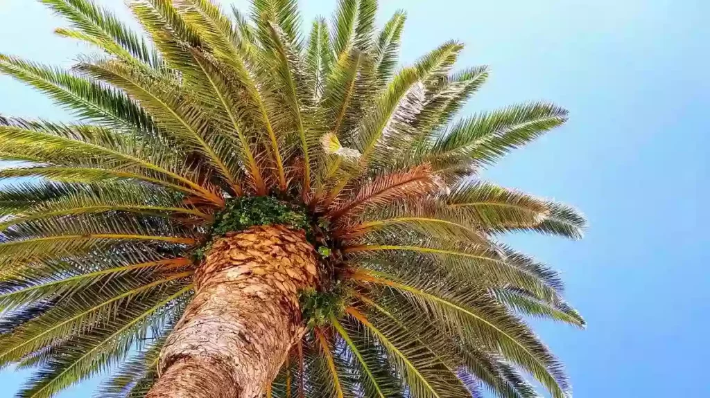 Pengertian minyak kelapa sawit