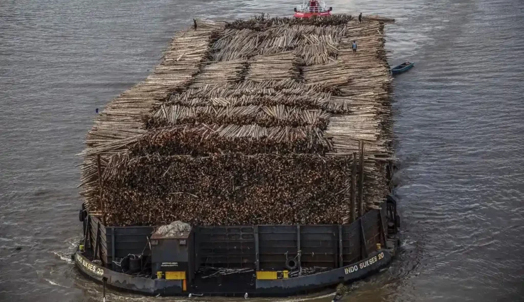 Tampak dekat dari kapal tongkang bertuliskan "Indo Sukses 20" mengangkut kayu gelondongan sangat banyak, sedang berlayar di perairan lepas. 